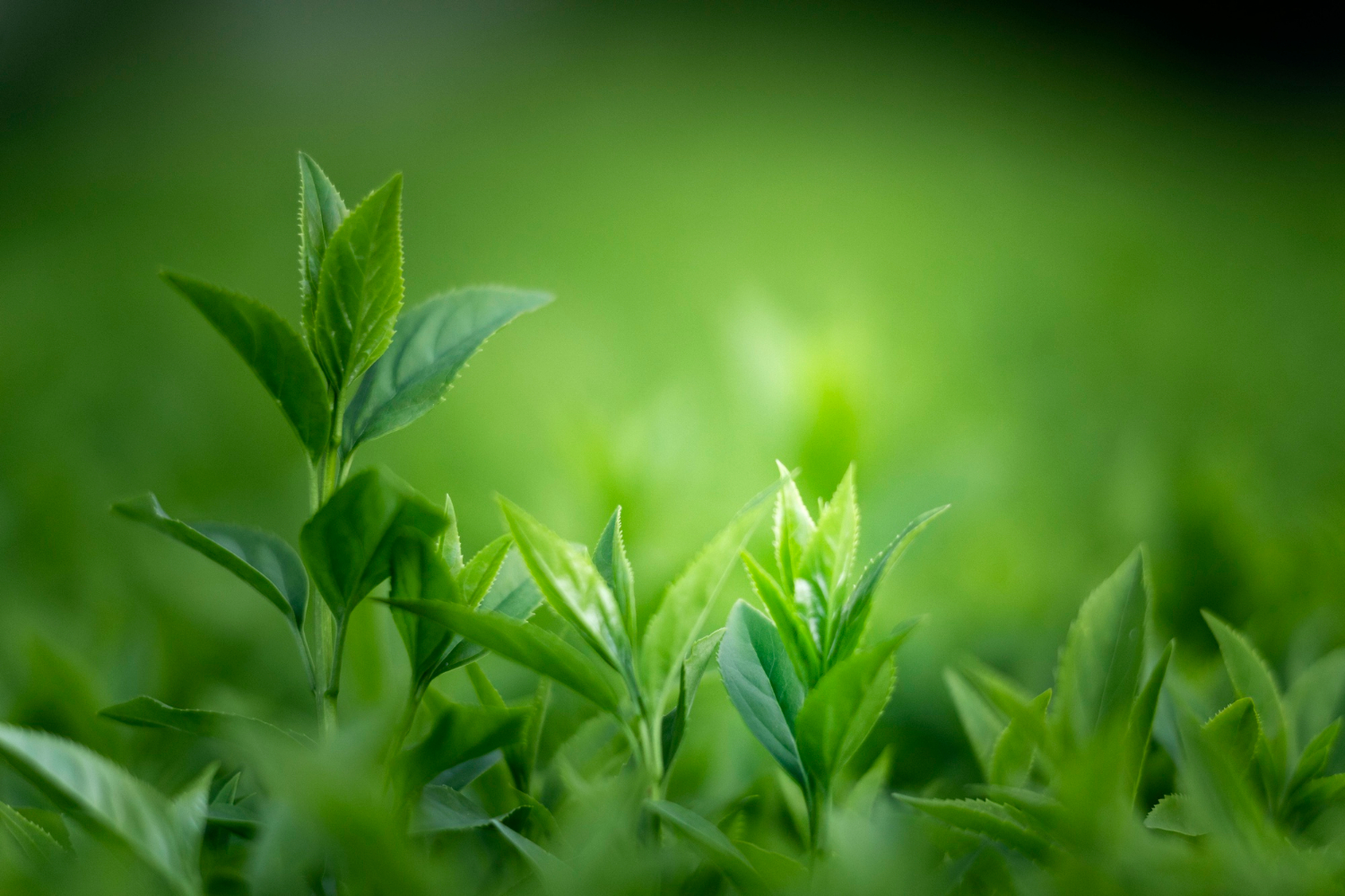 materiali green